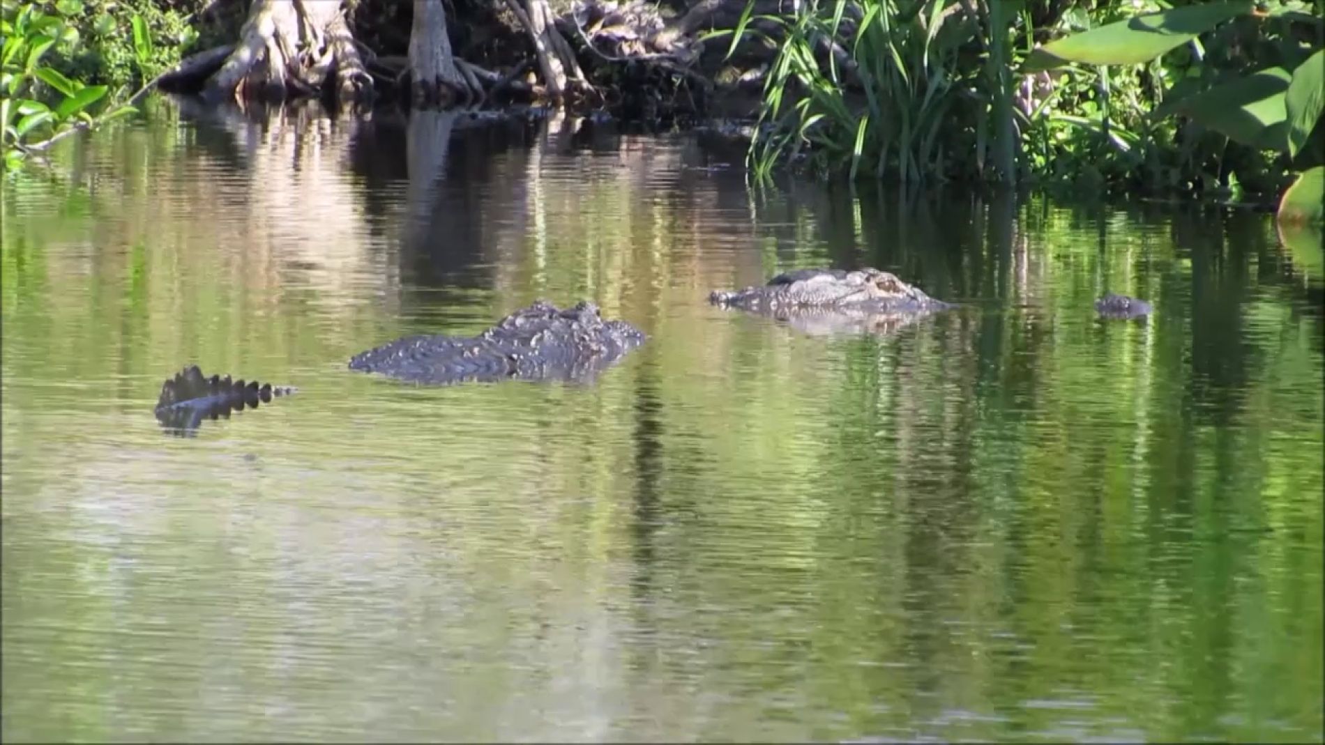 Caim&aacute;n gigante