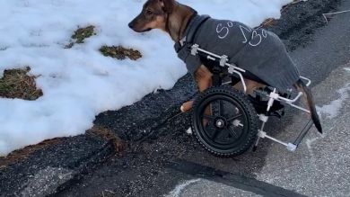Un perro inválido aprende a caminar de nuevo después de que le echaran ácido 