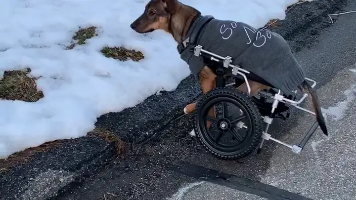 El perro Harry paseando con su silla de ruedas 