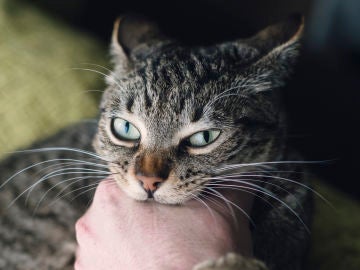 A los felinos no les mola la m&uacute;sica