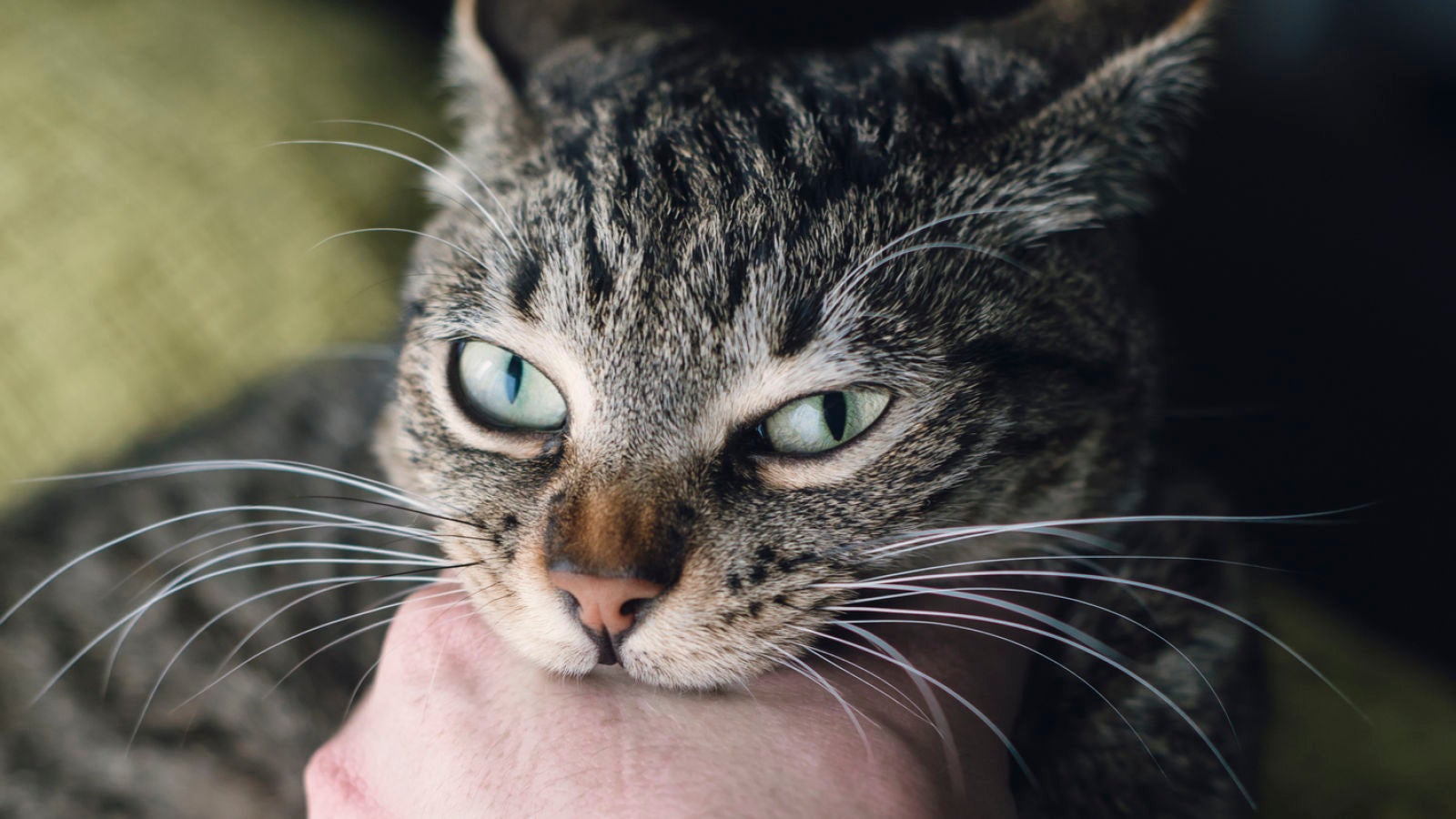 El tiktoker que te sorprenderá por su voz (y por la mala leche de su gato)