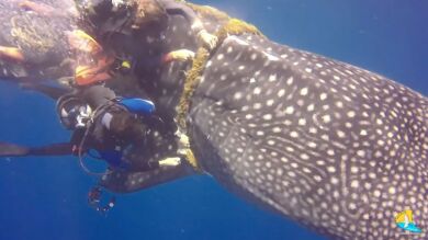 VÍDEO: Buceadores salvan la vida a un tiburón ballena