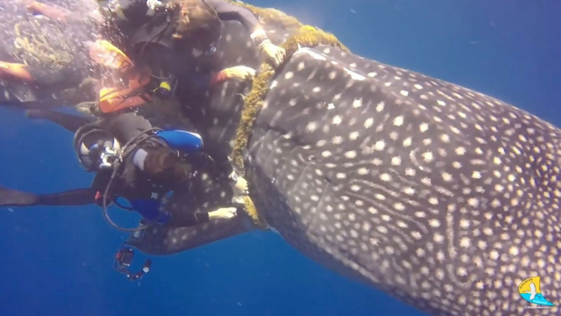 Rescatan a un tibur&oacute;n ballena