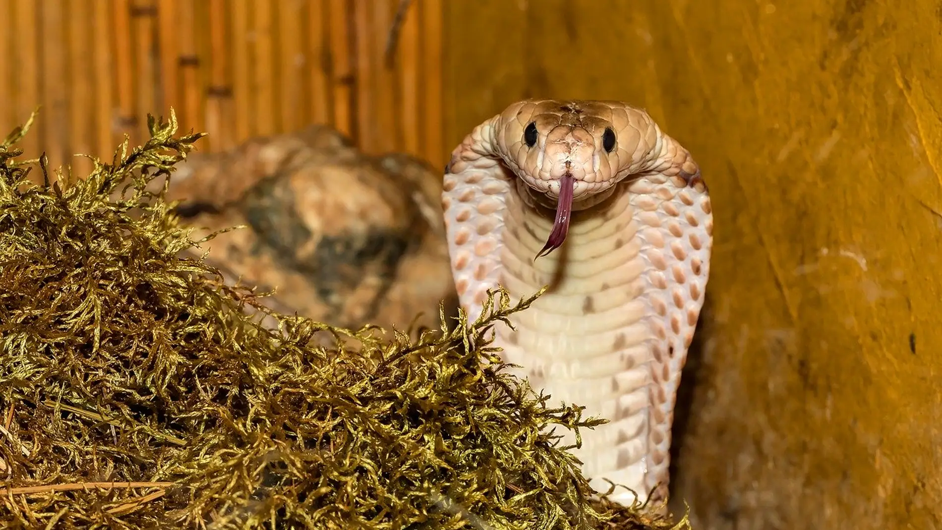 Un ejemplar de serpiente cobra 