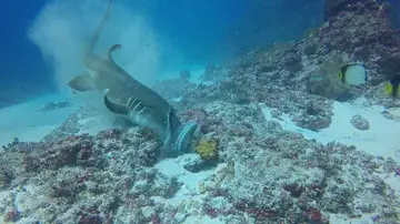 Tiburón contra pulpo
