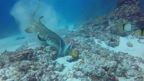 Tiburón contra pulpo Tiburón contra pulpo