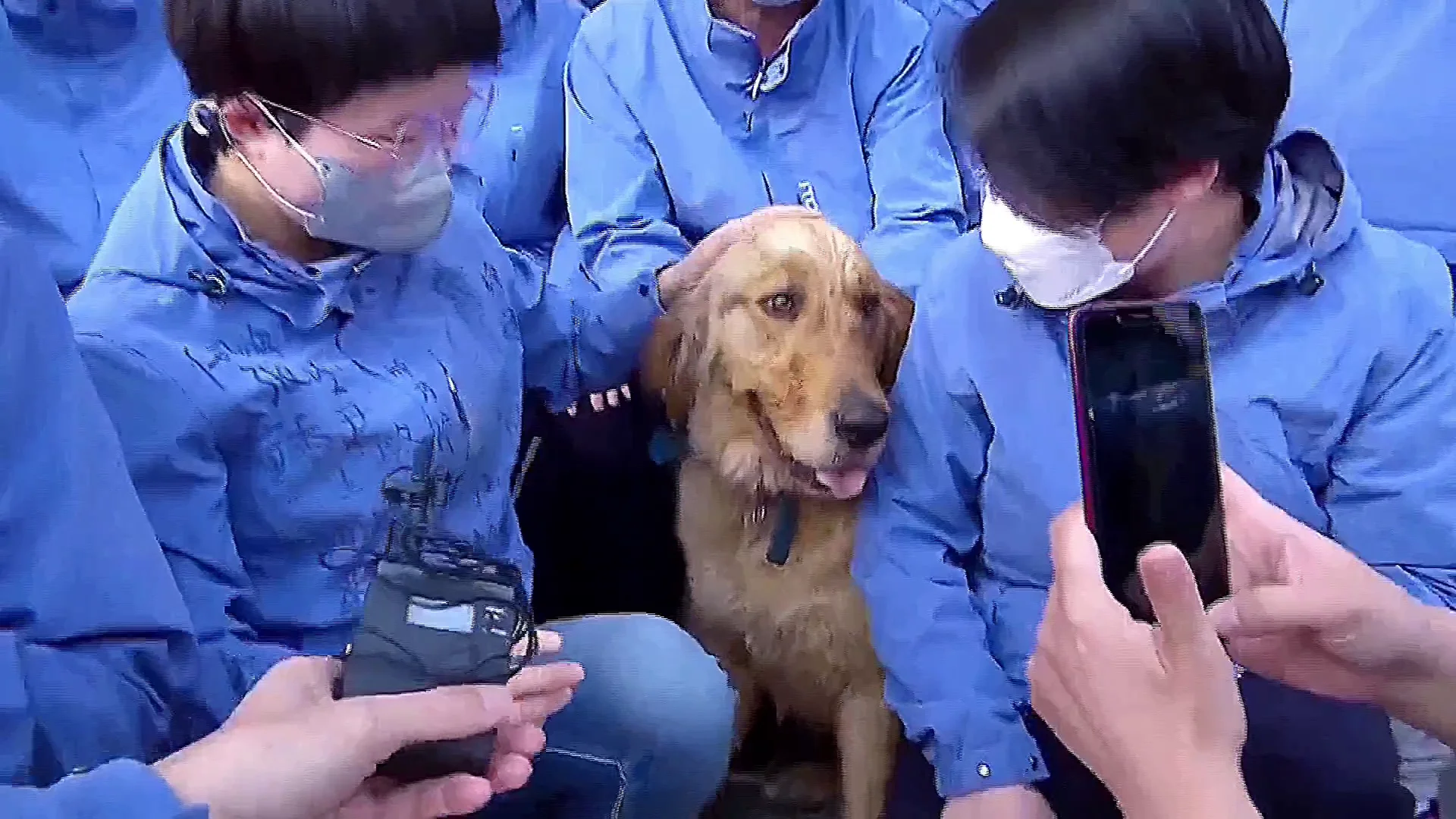 Perro cuidado por médicos chinos
