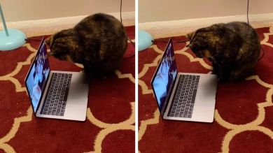 VÍDEO: Un gato tiene una adorable conversación por skype con su dueña
