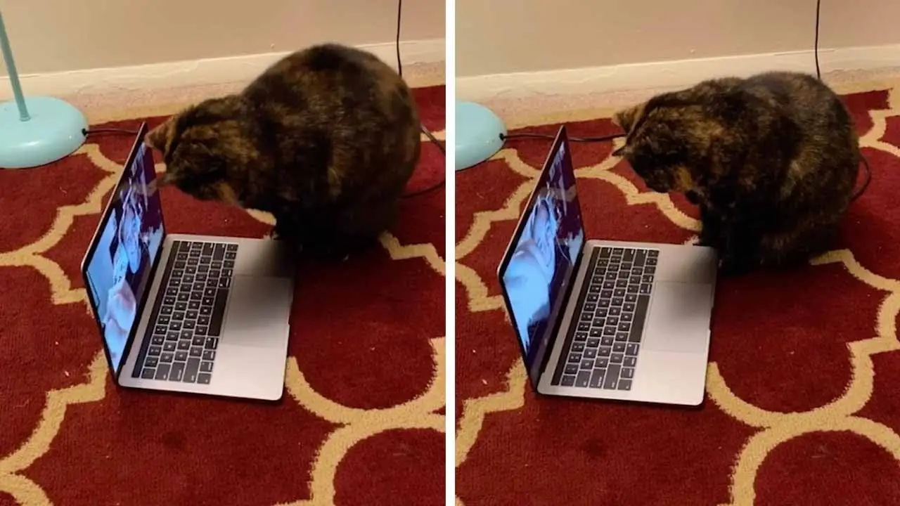 Un gato habla con su dueña por Skype