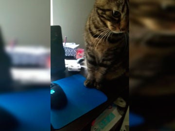 Gato no deja trabajar a su dueño