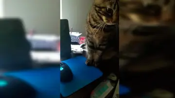 Gato no deja trabajar a su dueño