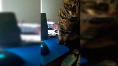 VÍDEO: El gato troleador que no deja teletrabajar a su dueño