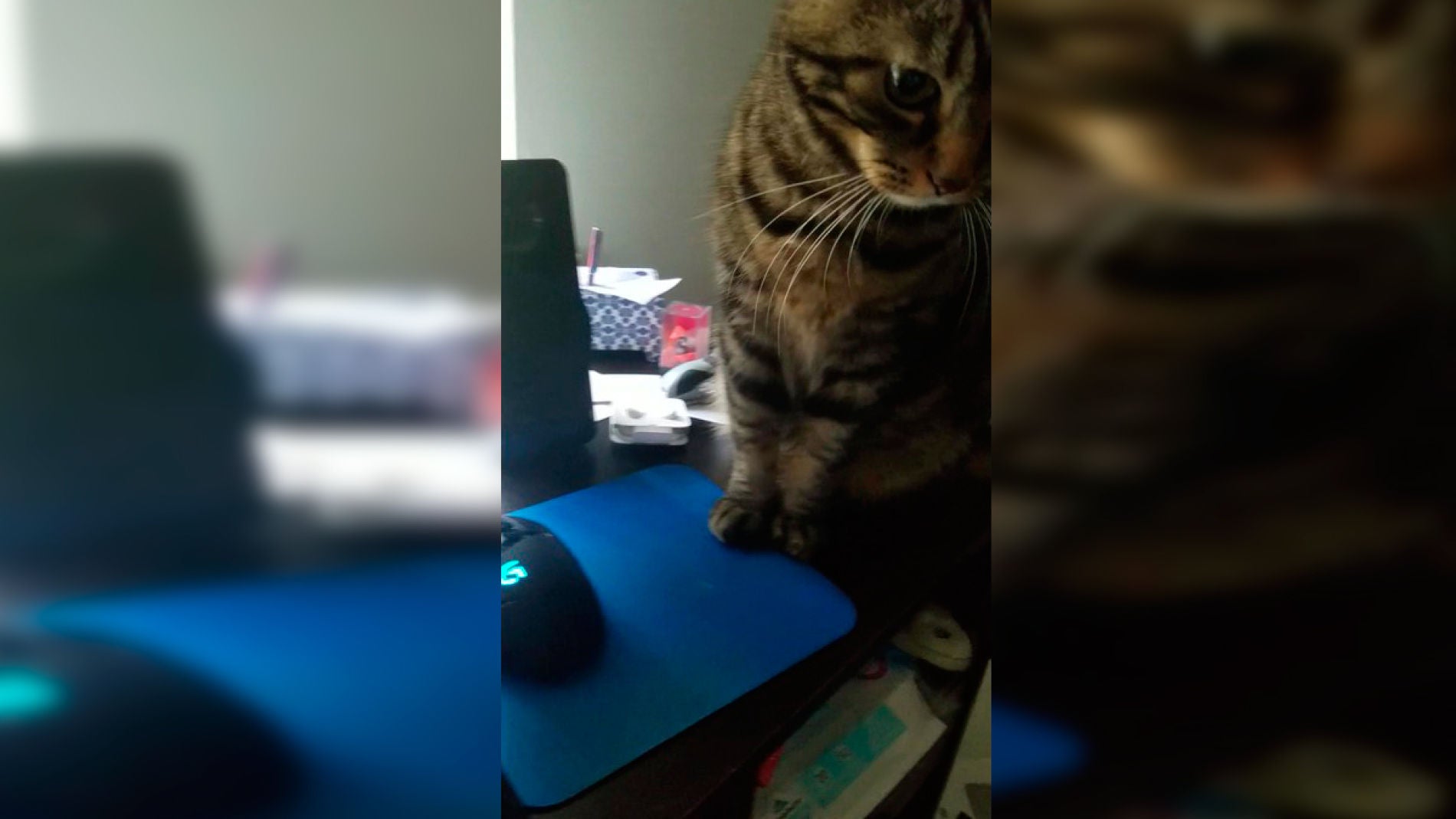 Gato no deja trabajar a su due&ntilde;o