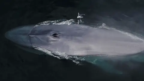 Ballena estornudando Ballena estornudando