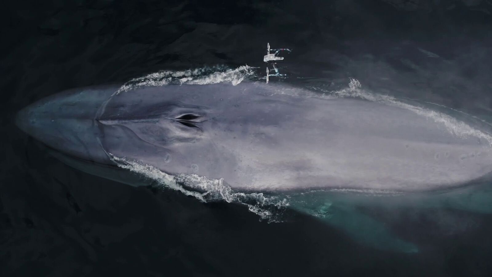 VÍDEO: Un dron graba a una gran ballena azul estornudando