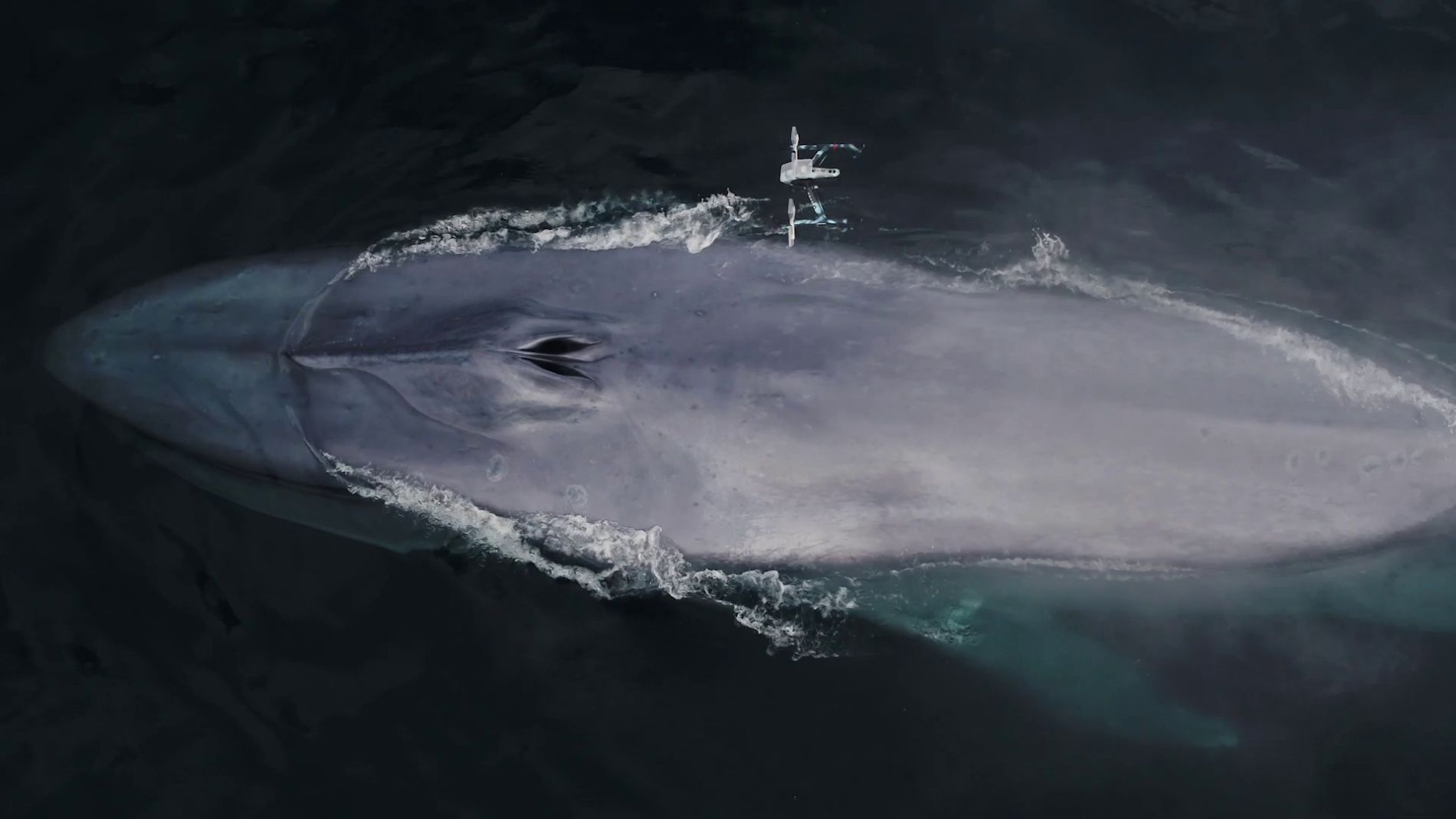 Ballena estornudando