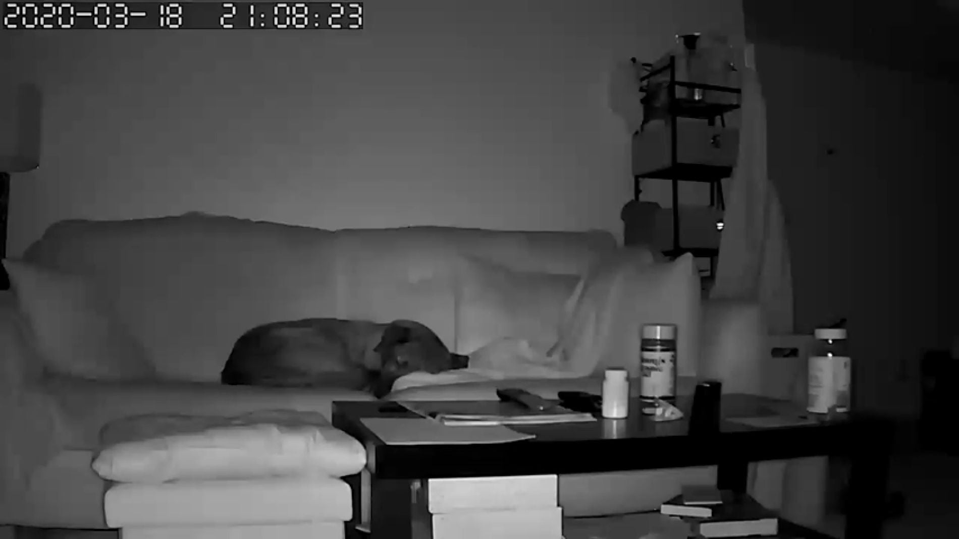 ￼V&Iacute;DEO: Un perro siente un terremoto segundos antes de que ocurra