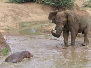 Elefante se enfrenta a hipopótamo