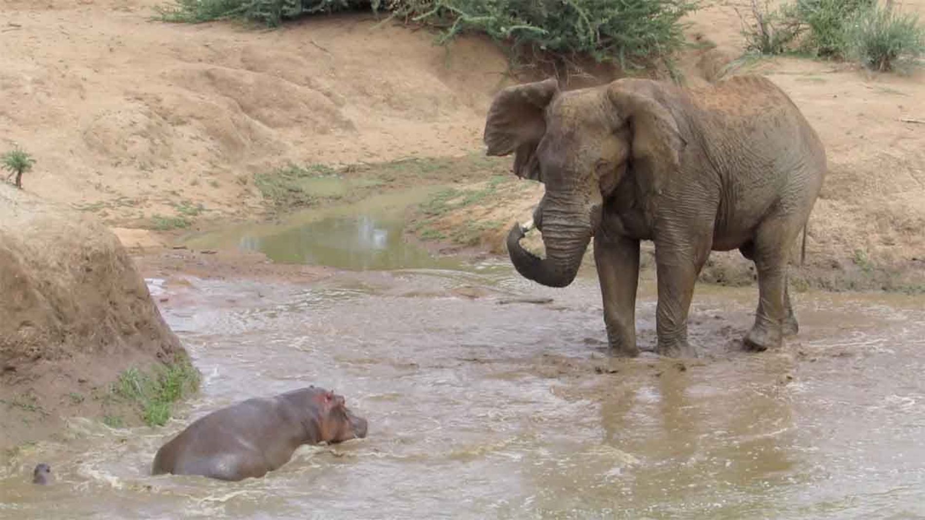 Elefante se enfrenta a hipop&oacute;tamo