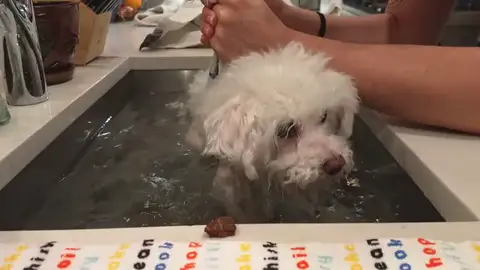 El ingenioso método para que un perro ciego pueda hacer ejercicio durante la cuarentena El ingenioso método para que un perro ciego pueda hacer ejercicio durante la cuarentena