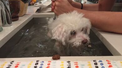 El ingenioso método para que un perro ciego pueda hacer ejercicio durante la cuarentena