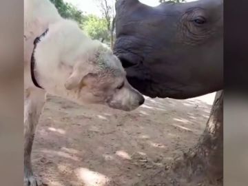 Rinoceronte y perro