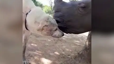 Rinoceronte y perro Rinoceronte y perro