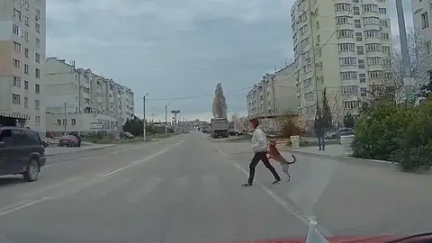 Perro cruzando la calle como un humano Perro cruzando la calle como un humano
