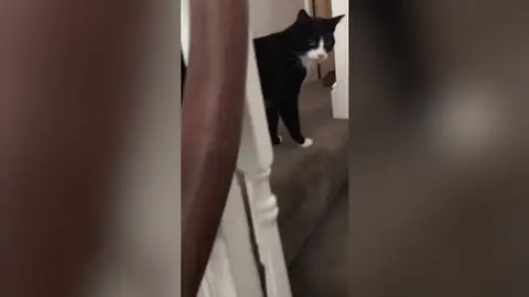 Un gato da un susto Un gato da un susto