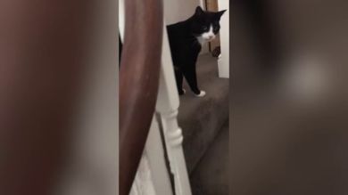VÍDEO: Su gato trajo un invitado sorpresa que les dio el susto de su vida