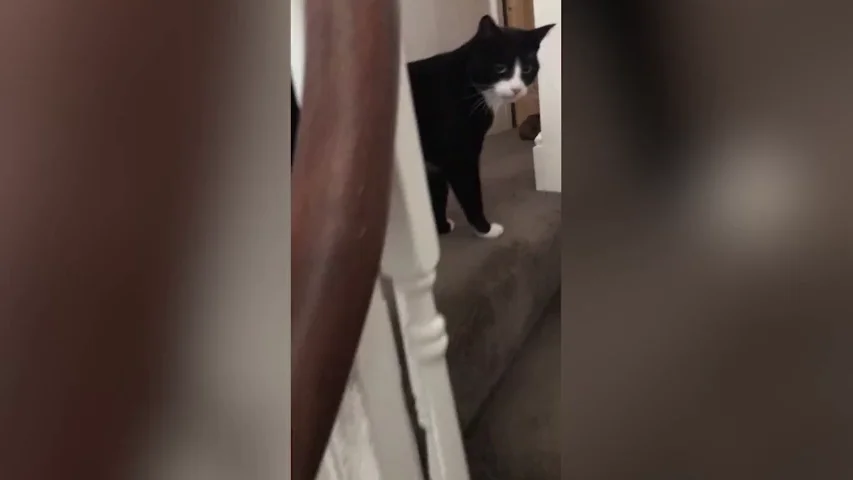 Un gato da un susto