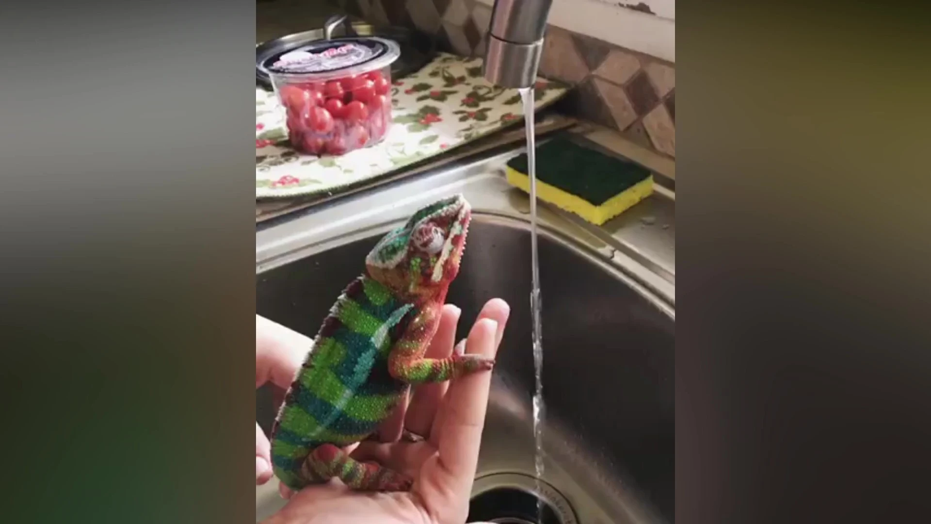 Un camaleón se lava las manos