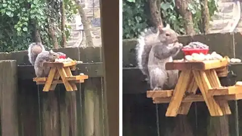 Mesa de picnic para ardillas Mesa de picnic para ardillas
