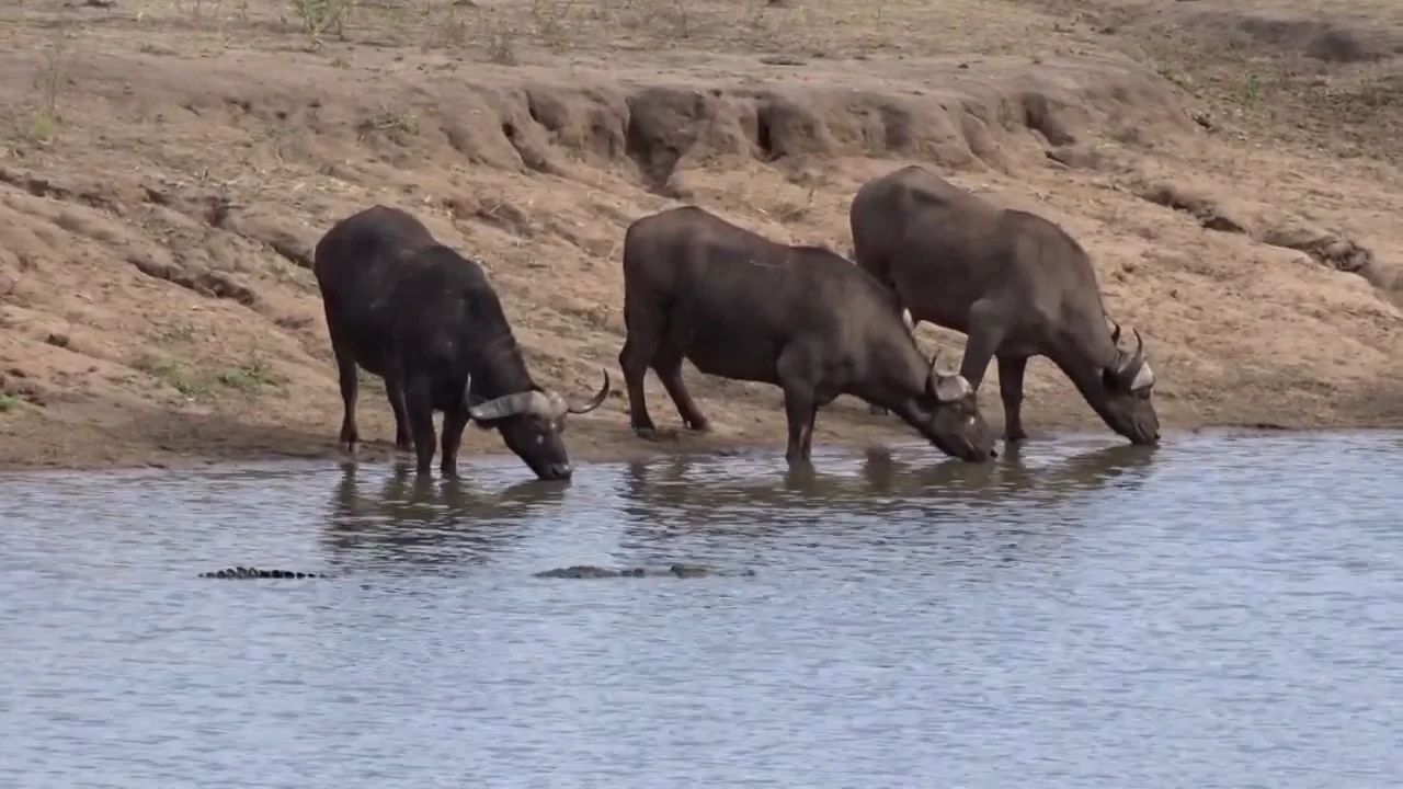 Cocodrilo acechando a unos búfalos