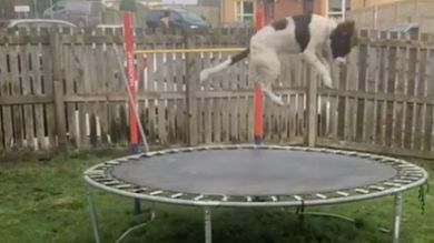 VÍDEO: Un perro recibe un trampolín como regalo de cumpleaños