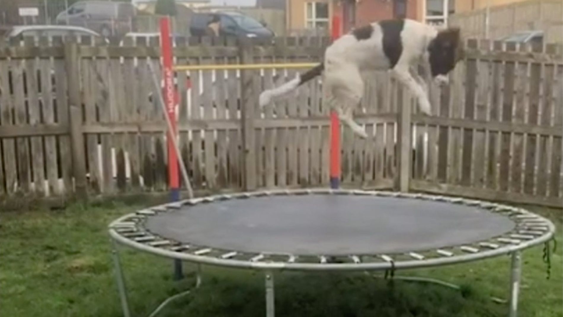 Perro saltando