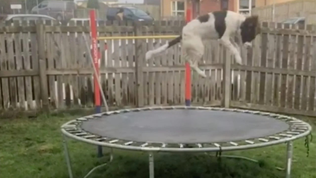 Perro saltando