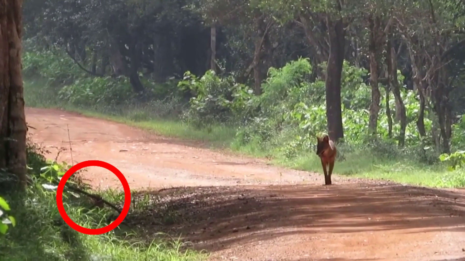 Leopardo ataca a un chacal