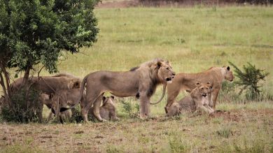 La sorprendente reacción de una cría de rinoceronte ante el inesperado ataque de un león