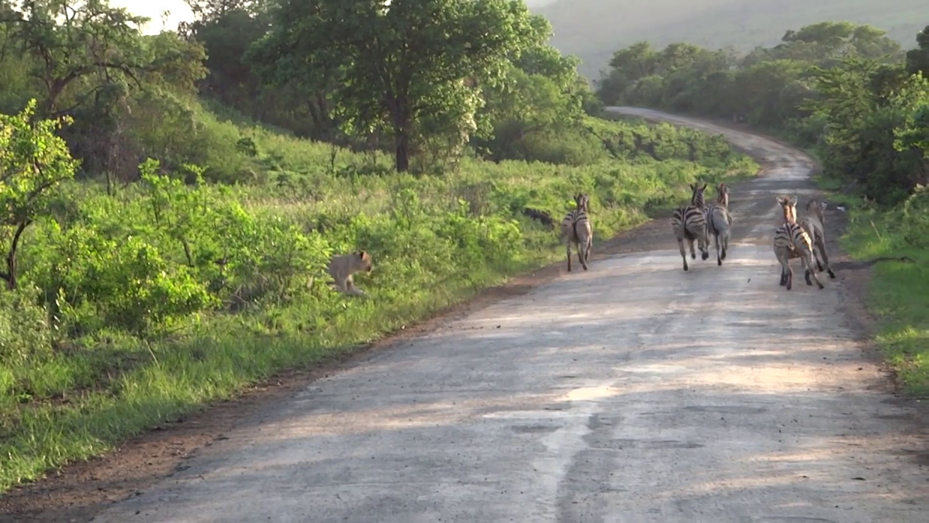 Leona persiguiendo cebras