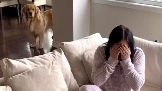 Perro consuela a su dueña