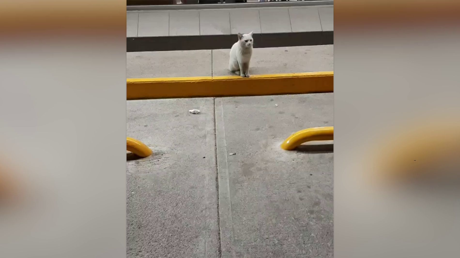 Gato abandonado