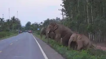 Elefantes cruzando la carretera