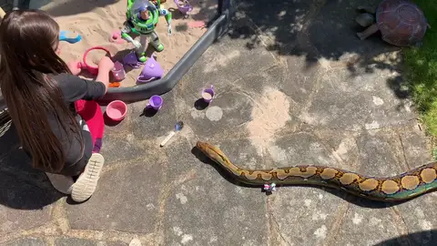 Serpiente pitón como mascota Serpiente pitón como mascota