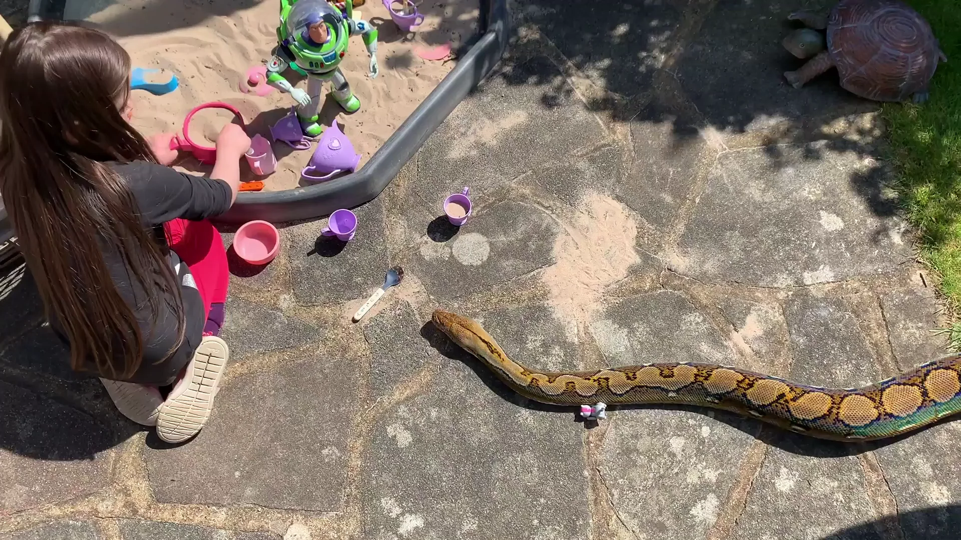 Serpiente pitón como mascota