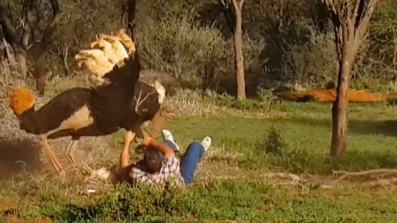 Avestruz atacando un hombre Avestruz atacando un hombre
