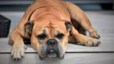 Su perro se comió su dedo gordo pero terminó salvándole la vida