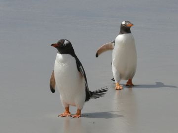 Pareja de pingüinos