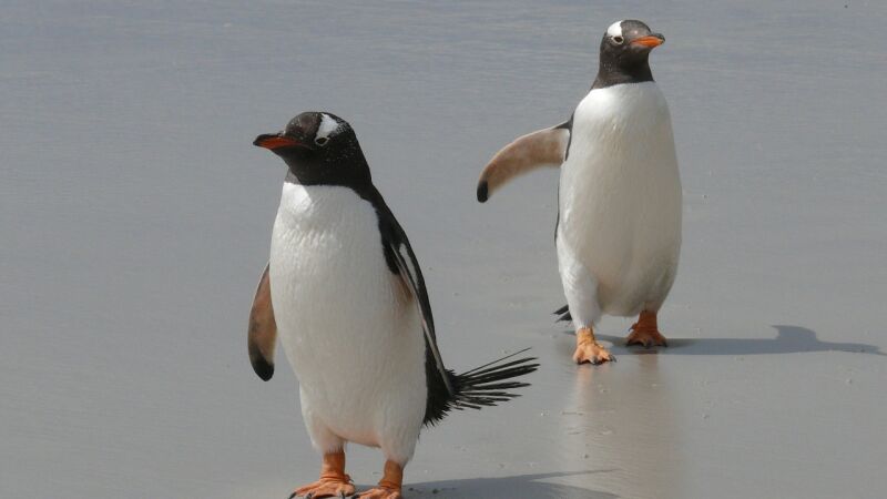 Encuentran a un extraño pingüino completamente blanco con leucismo