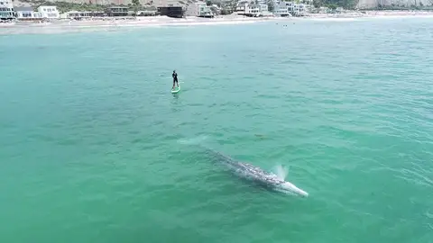 Ballena sorprende a un surfero Ballena sorprende a un surfero